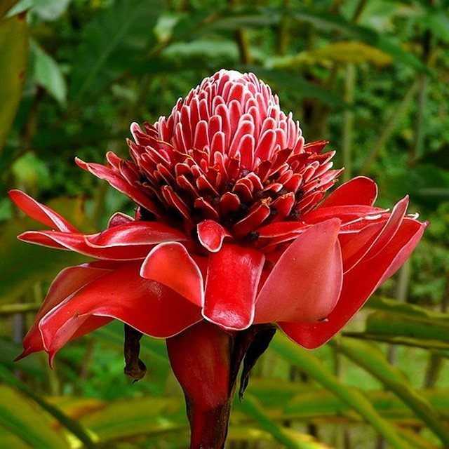 Fotografía de bastón del emperador rojo