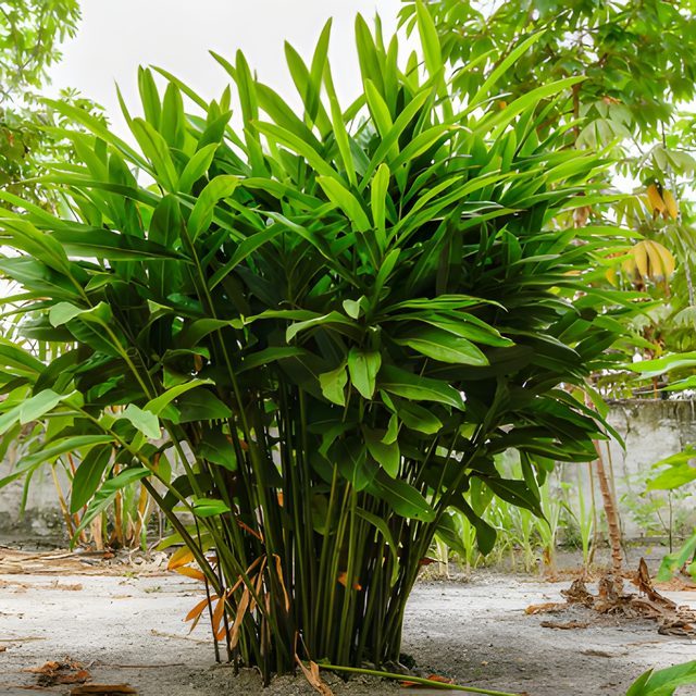 Fotografía de heliconia (variedades grandes)