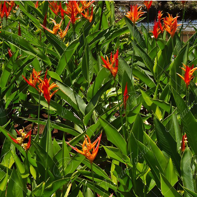 Fotografía de heliconia pajarito