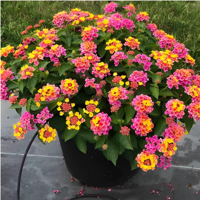 Fotografía de lantana