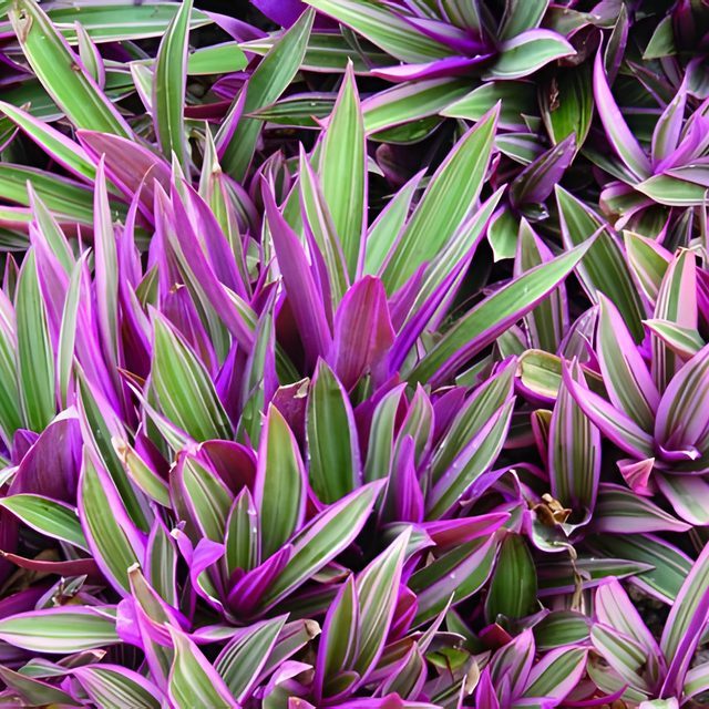 Fotografía de maguey morado