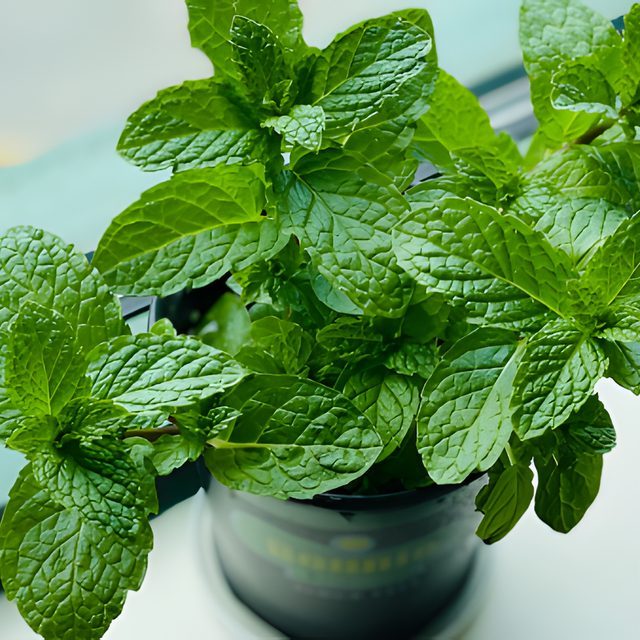 Fotografía de menta