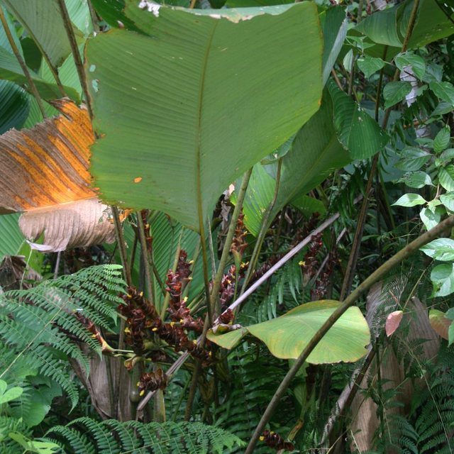 Fotografía de heliconia maracas
