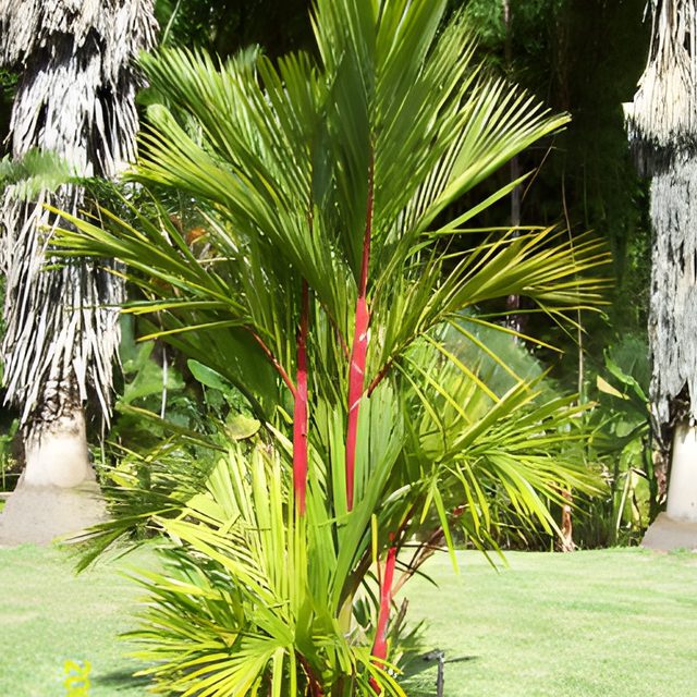 Fotografía de palma roja
