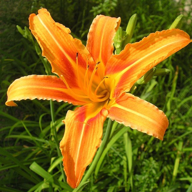 Fotografía de lirios naranja pequeños