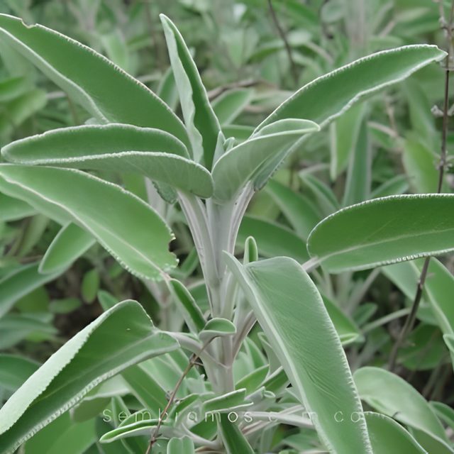 Fotografía de salvia