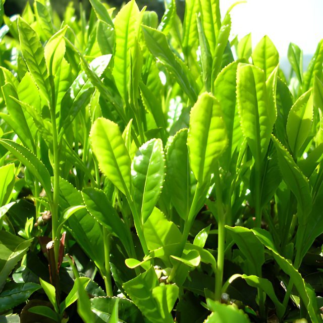Fotografía de té verde