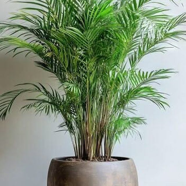 Fotografía de palma areca