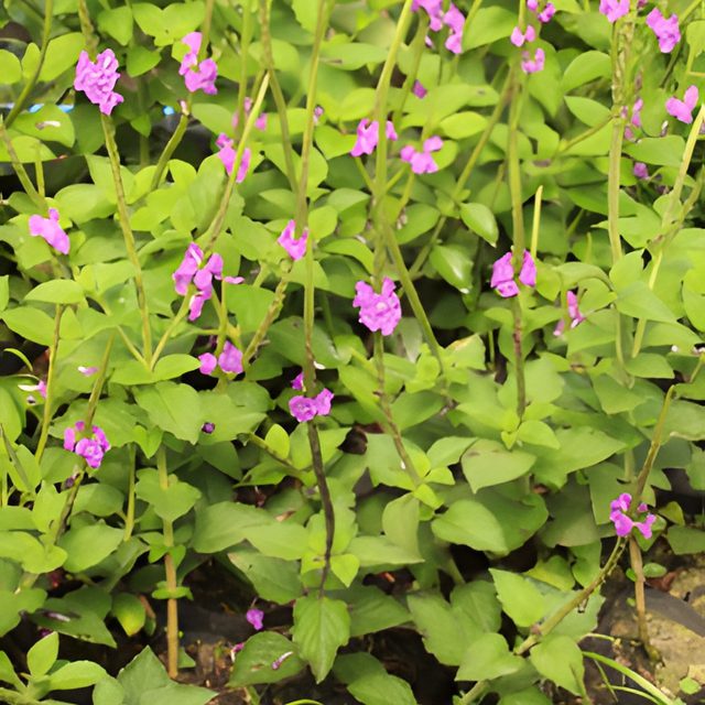 Fotografía de verbena morada