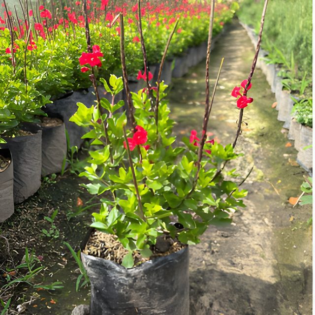Fotografía de verbena roja