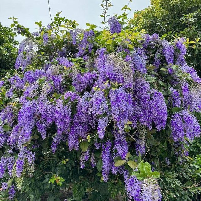 Fotografía de penitente (flor de la cruz)