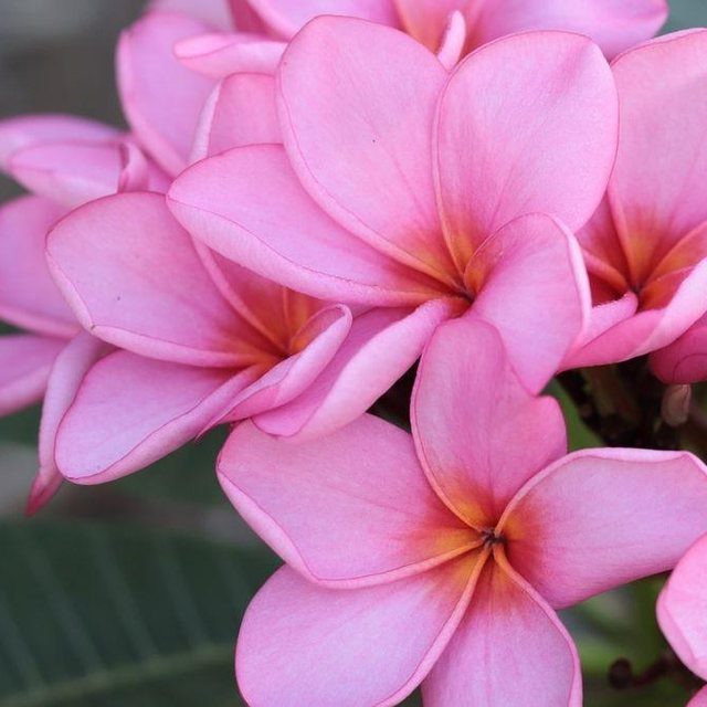 Fotografía de plumeria (flor de mayo)