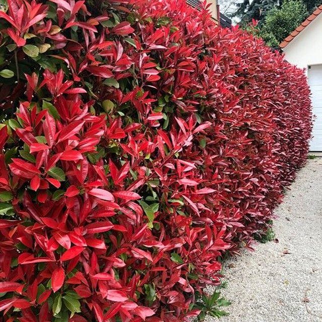 Fotografía de sinvergüenza (begonia)