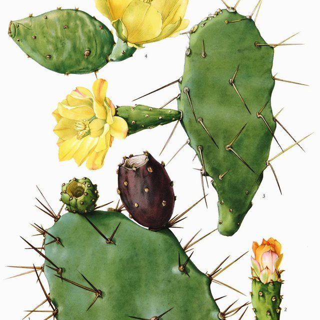Fotografía de tuna de fruto rojo (nopal)