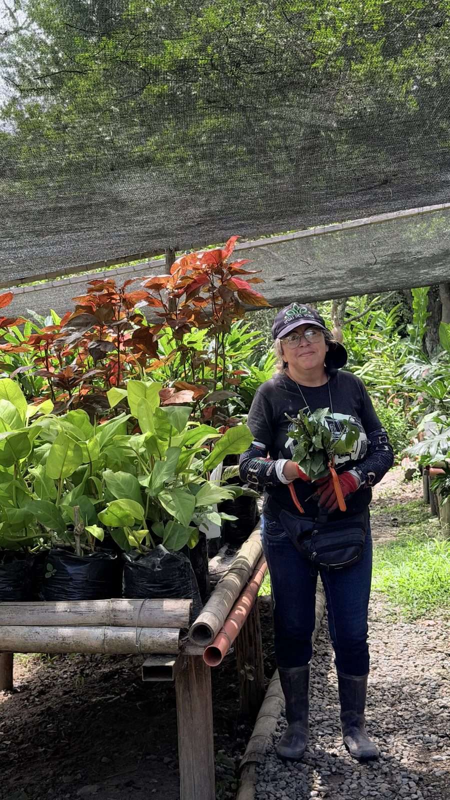 Una trabajadora del vivero con gorra de Vegas del Verde, guantes y botas, sonriendo con un manojo de esquejes en la mano junto a un camellón de filodendros y acalifas rojizas sembrados en bolsa, bajo la malla de sombra.