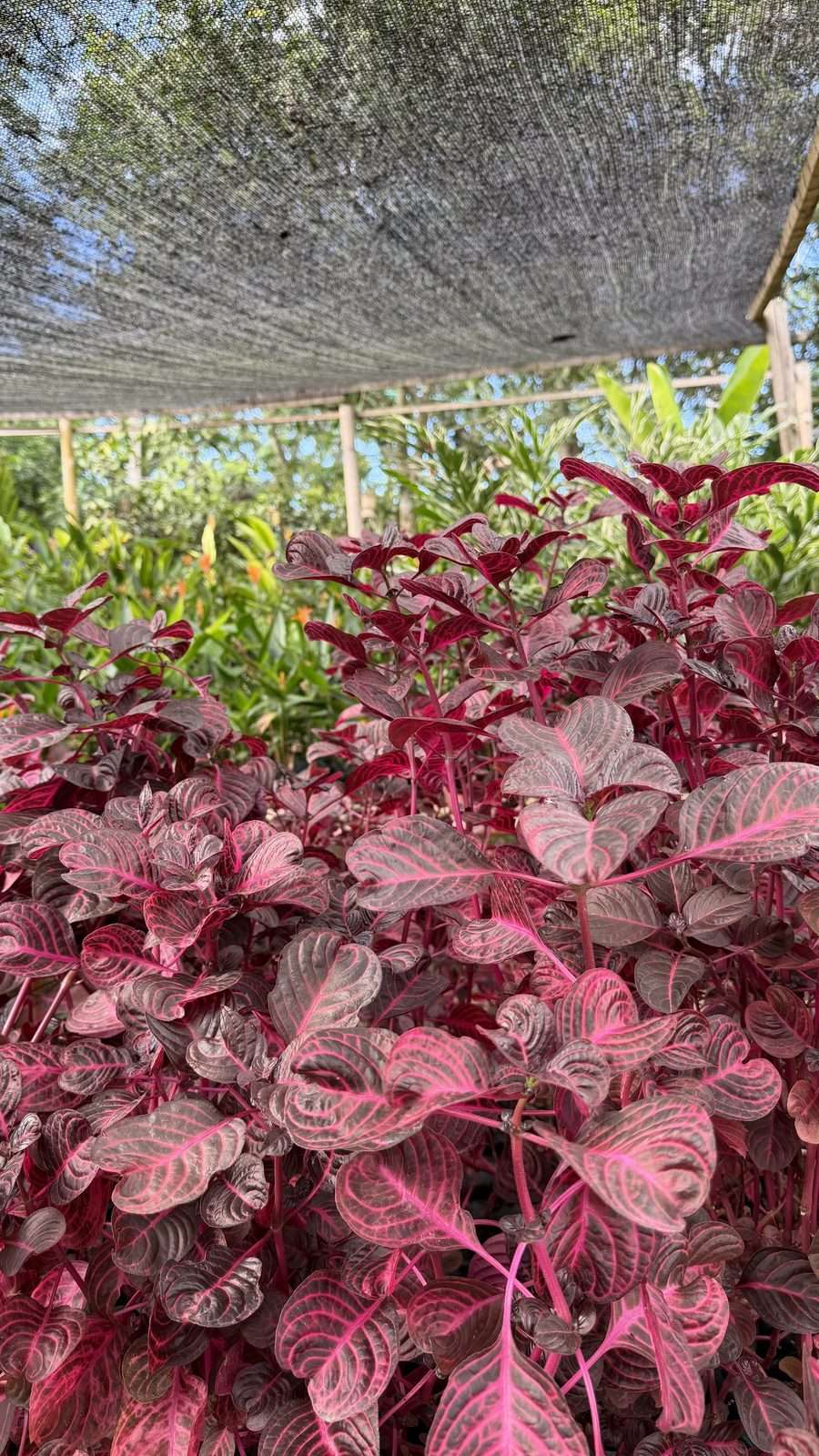 Camellones del vivero con plantas jóvenes sembradas en bolsa bajo la malla de sombra.