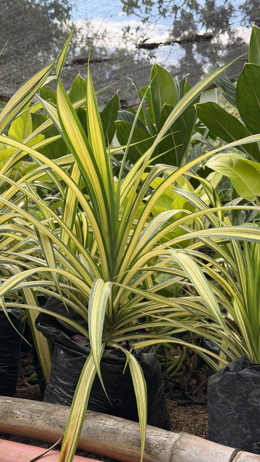 Plantas ornamentales de hoja ancha en materas, listas para llevar, en el área de venta del vivero.